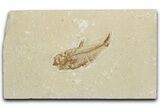 Bargain, Fossil Fish (Diplomystus) - Wyoming #354023-1
